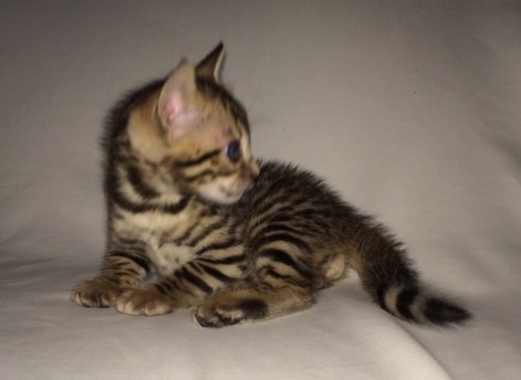 Adore Cats Bengals 4-1/2 Week Old Bengal Kitten named Manny